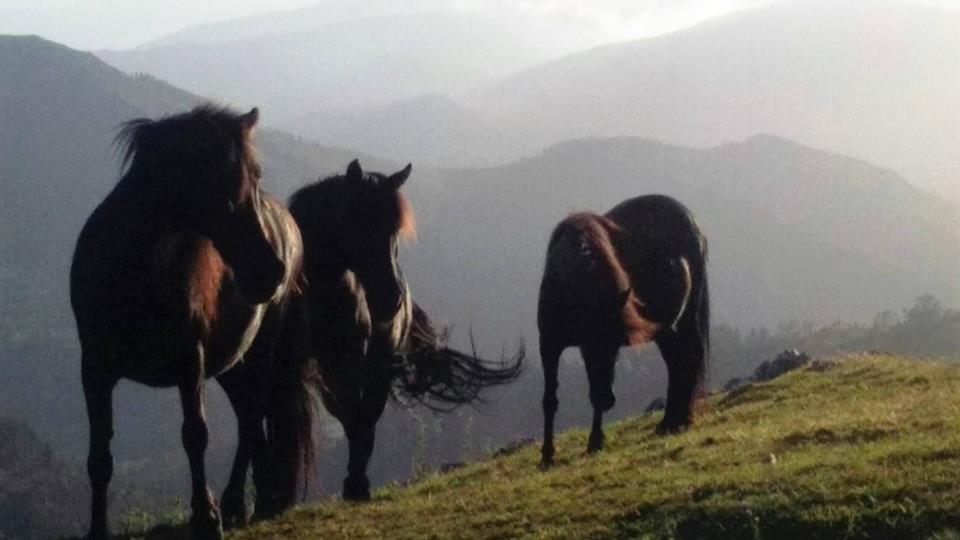 Hotel Rural Yeguada Albeitar Villayon Bagian luar foto