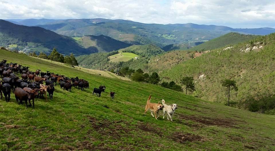 Hotel Rural Yeguada Albeitar Villayon Bagian luar foto
